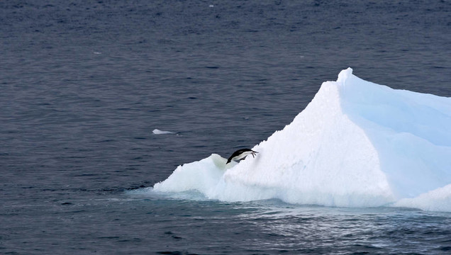 Adelie penguin（Pygoscelis adeliae）