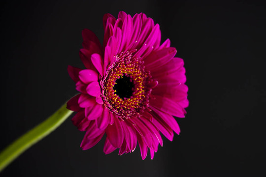 粉紅色的雛菊