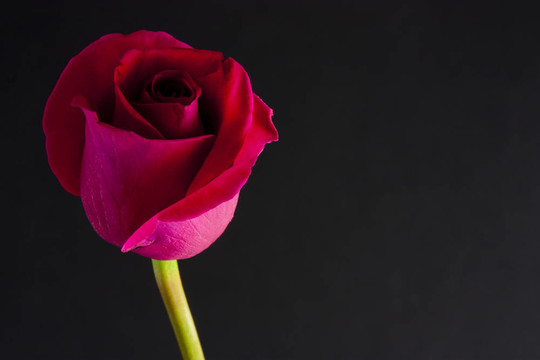 紅玫瑰花蕾