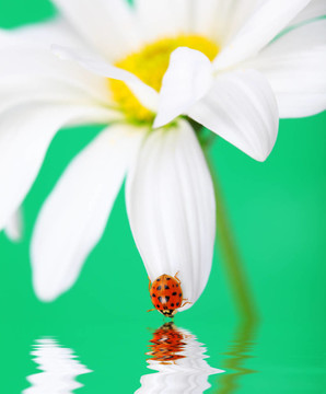 瓢蟲(chóng)在雛菊
