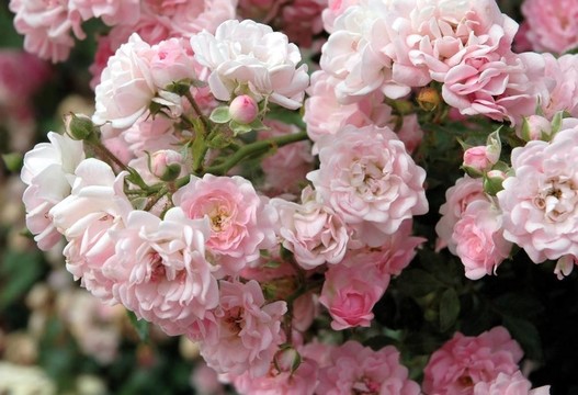 玫瑰花茶