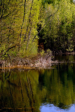 春天的时候树湖