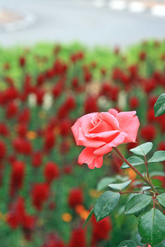 春天的花朵