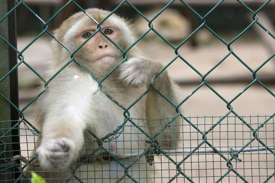 動物園里的猴子