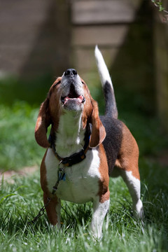 Beagle狗吠
