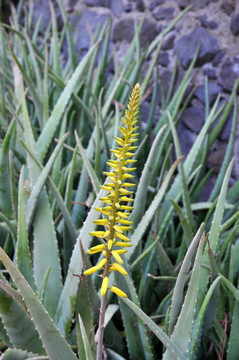 Aloe vera與黃色花