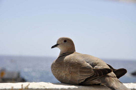 灰斑鳩