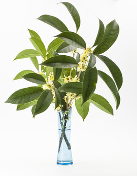 桂花