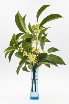 桂花