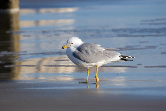 海鷗