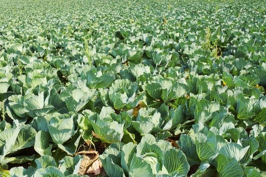 甘藍(lán)田
