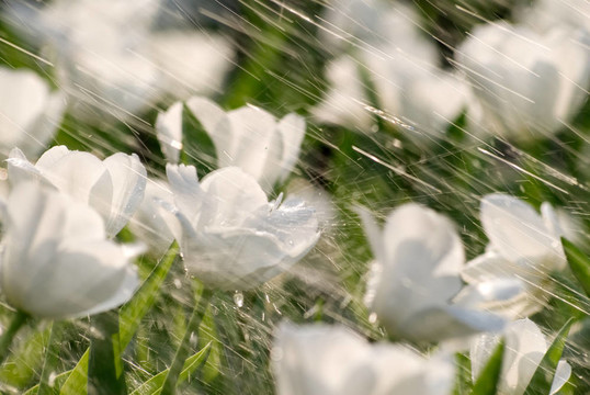 郁金香在雨中