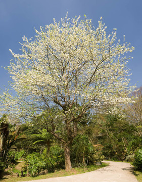鄉(xiāng)村小路與樹