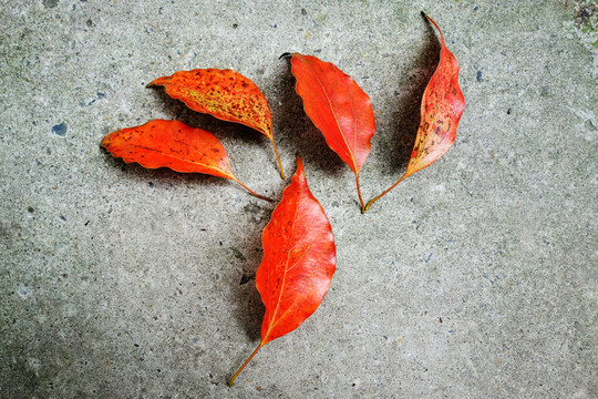 落葉紅葉