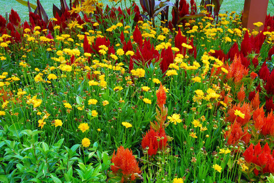紅色和Yellow Flowers