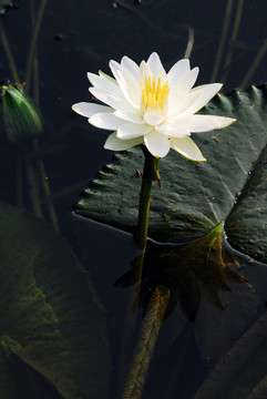 白水百合花