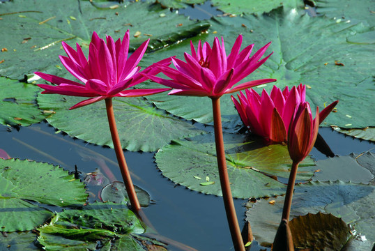 粉紅水百合花