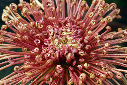 銹紅菊花