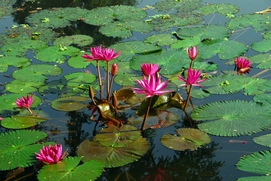 粉紅水百合花