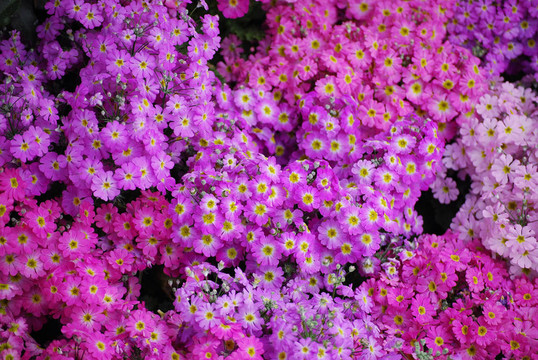 粉紅色的花