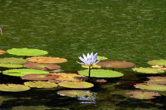 藍(lán)水百合花