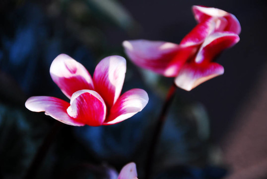 紅色和白色的顏色Cyclamen Flowers