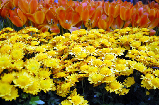 橙色郁金香和黃色daisy Flowers