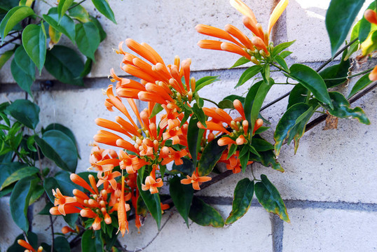 火焰蔓Orange Bignonia Flowers