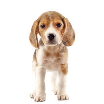 小獵犬