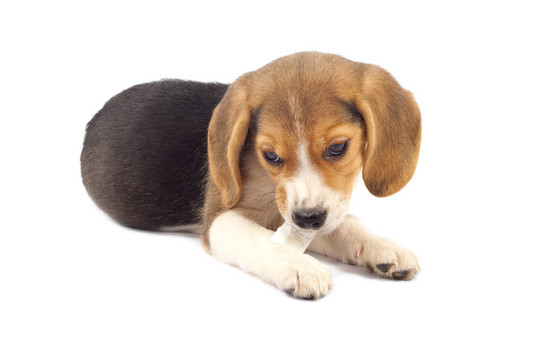 小獵兔犬咀嚼