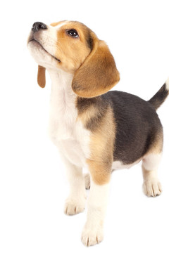 比格犬在尋找的東西