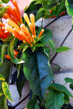火焰蔓Orange Bignonia Flowers