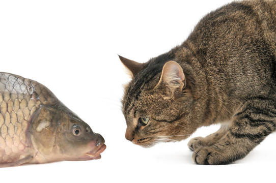 貓和魚