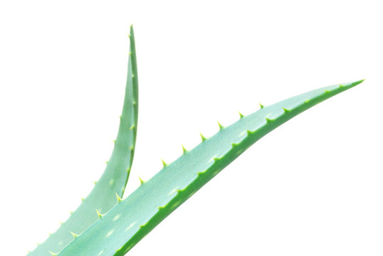 蘆薈的葉子