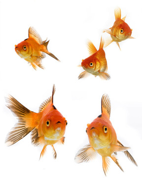 金魚集