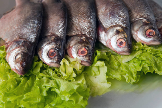淡水魚
