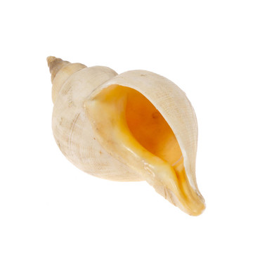 一個(gè)殼