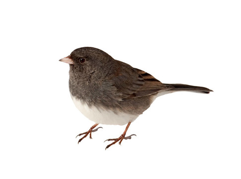燈芯草雀；Junco hyemalis