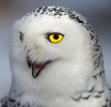雪鸮（Bubo scandiacus）