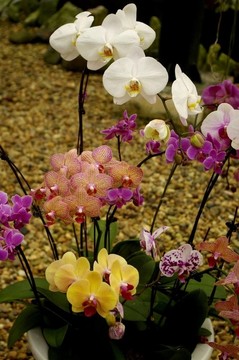 蘭花
