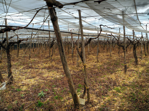 在Turi農(nóng)村廢棄的grapefields。Apulia。