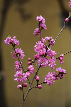 菊花桃