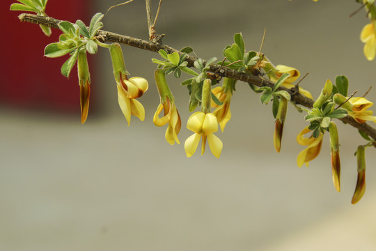 金雀花
