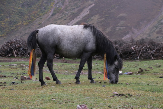 馬