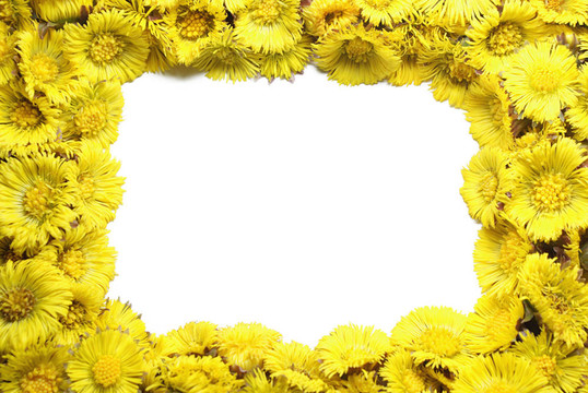 Coltsfoot？的框架