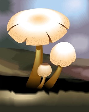 蘑菇