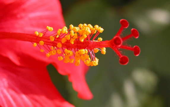 芙蓉花