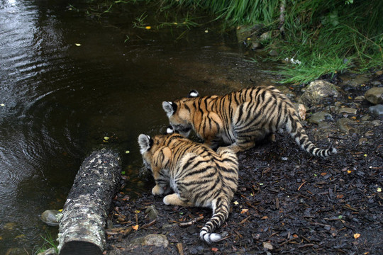 對(duì)東北虎幼崽- Panthera tigris altaica