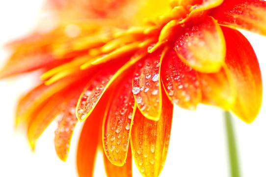非洲菊