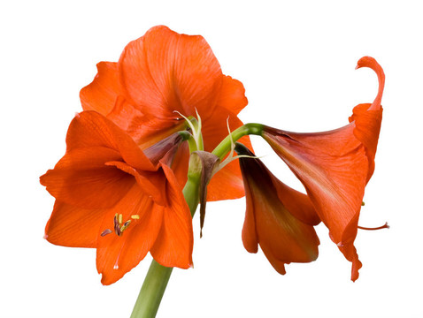 紅色的花